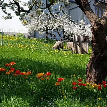 Apartman Burggraf *