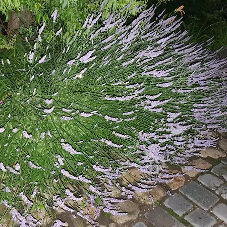Burggraf Apartman Lutherstadt Eisleben